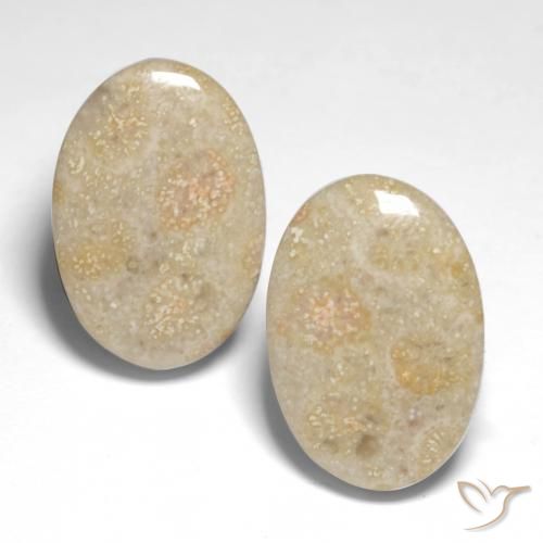 22.68ctw Naturale Multicolore Corallo fossile, Ovale, Opaco