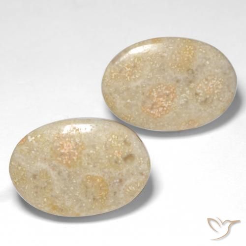 Gemme di Corallo fossile Multicolore naturale da 22.68 ct, Ovale, Opaco