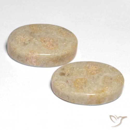 Gemme di Corallo fossile Multicolore naturale da 22.68 ct, Ovale, Opaco