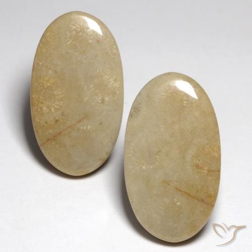 27.57ctw Naturale Multicolore Corallo fossile, Ovale, Opaco