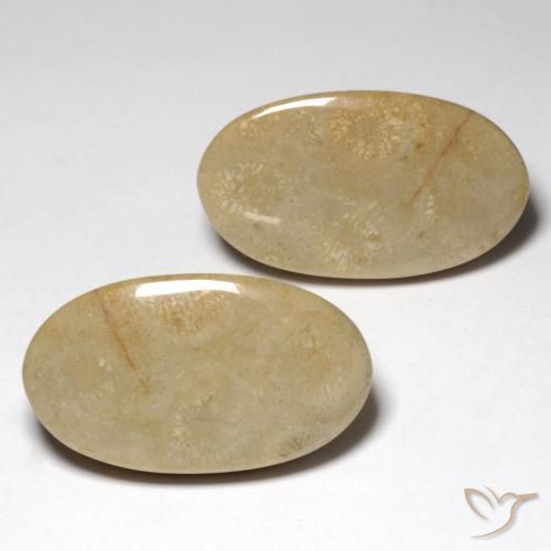 Gemme di Corallo fossile Multicolore naturale da 27.57 ct, Ovale, Opaco