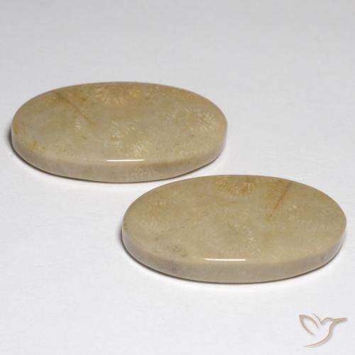 Gemme di Corallo fossile Multicolore naturale da 27.57 ct, Ovale, Opaco