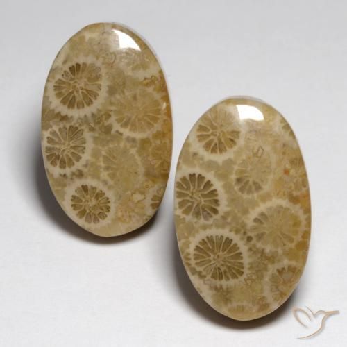 23.24ctw Naturale Multicolore Corallo fossile, Ovale, Opaco