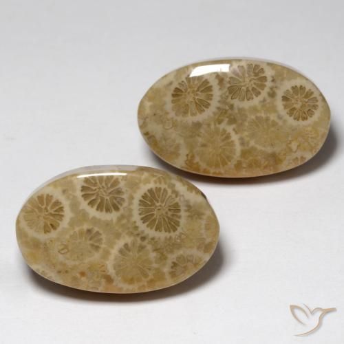 Gemme di Corallo fossile Multicolore naturale da 23.24 ct, Ovale, Opaco