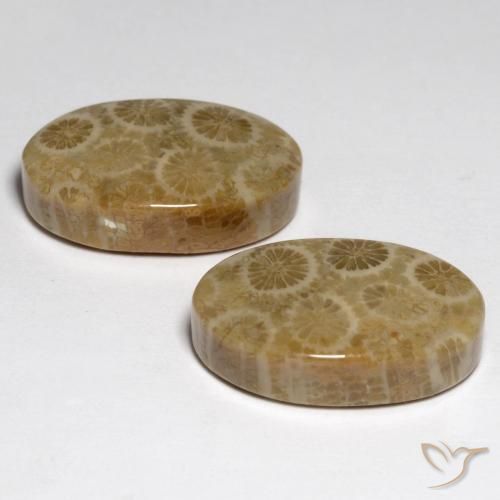 Gemme di Corallo fossile Multicolore naturale da 23.24 ct, Ovale, Opaco