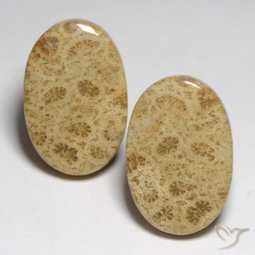 23.80ctw Naturale Multicolore Corallo fossile, Ovale, Opaco