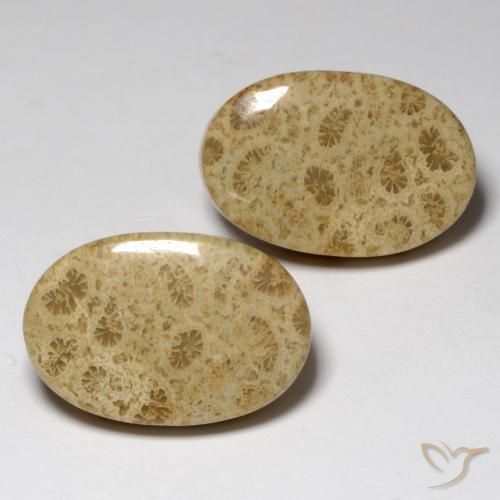 Gemme di Corallo fossile Multicolore naturale da 23.80 ct, Ovale, Opaco