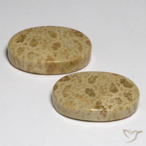 Gemme di Corallo fossile Multicolore naturale da 23.80 ct, Ovale, Opaco