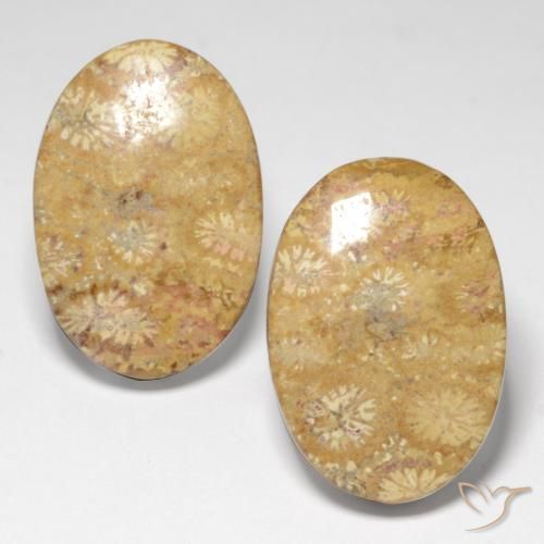 25.82ctw Naturale Multicolore Corallo fossile, Ovale, Opaco