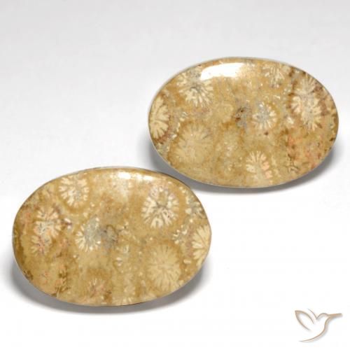 Gemme di Corallo fossile Multicolore naturale da 25.82 ct, Ovale, Opaco