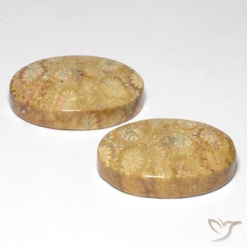 Gemme di Corallo fossile Multicolore naturale da 25.82 ct, Ovale, Opaco