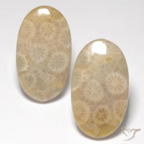 21.21ctw Naturale Multicolore Corallo fossile, Ovale, Traslucido