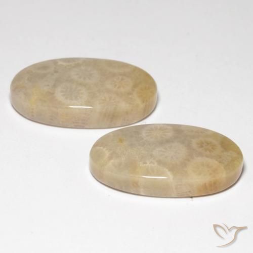 Gemme di Corallo fossile Multicolore naturale da 21.21 ct, Ovale, Traslucido