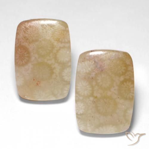 26.04ctw Naturale Multicolore Corallo fossile, Cuscino, Traslucido