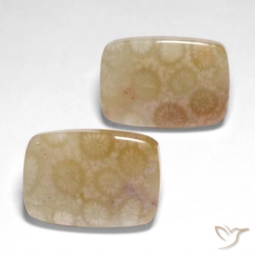 Gemme di Corallo fossile Multicolore naturale da 26.04 ct, Cuscino, Traslucido