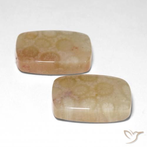 Gemme di Corallo fossile Multicolore naturale da 26.04 ct, Cuscino, Traslucido