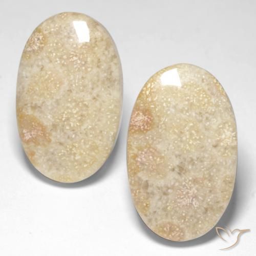 29.31ctw Naturale Multicolore Corallo fossile, Ovale, Opaco