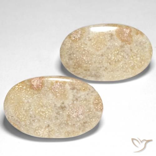 Gemme di Corallo fossile Multicolore naturale da 29.31 ct, Ovale, Opaco