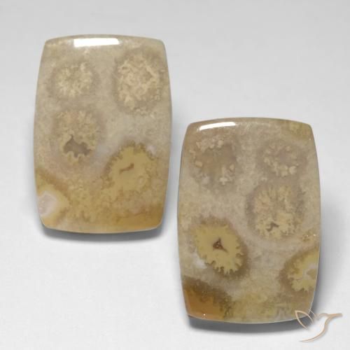 23.83ctw Naturale Multicolore Corallo fossile, Cuscino, Opaco