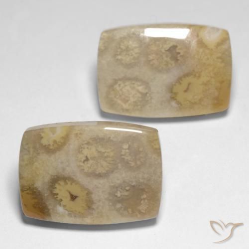 Gemme di Corallo fossile Multicolore naturale da 23.83 ct, Cuscino, Opaco