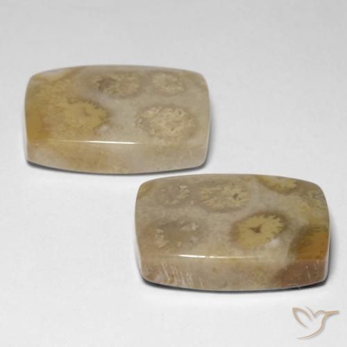 Gemme di Corallo fossile Multicolore naturale da 23.83 ct, Cuscino, Opaco