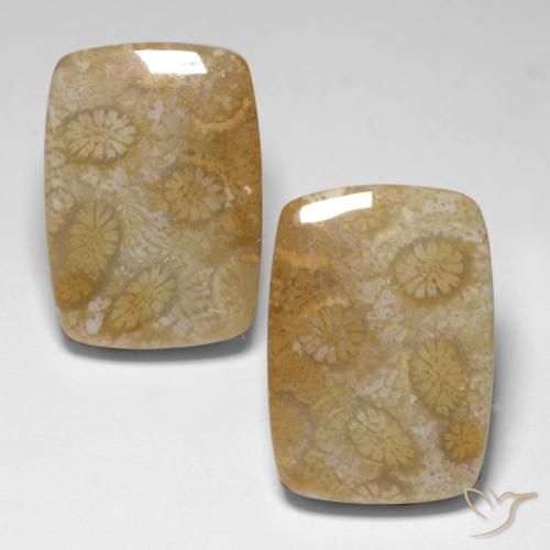 34.24ctw Naturale Multicolore Corallo fossile, Cuscino, Opaco