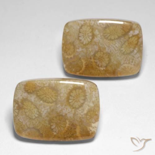 Gemme di Corallo fossile Multicolore naturale da 34.24 ct, Cuscino, Opaco