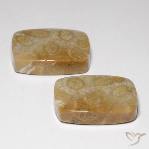 Gemme di Corallo fossile Multicolore naturale da 34.24 ct, Cuscino, Opaco