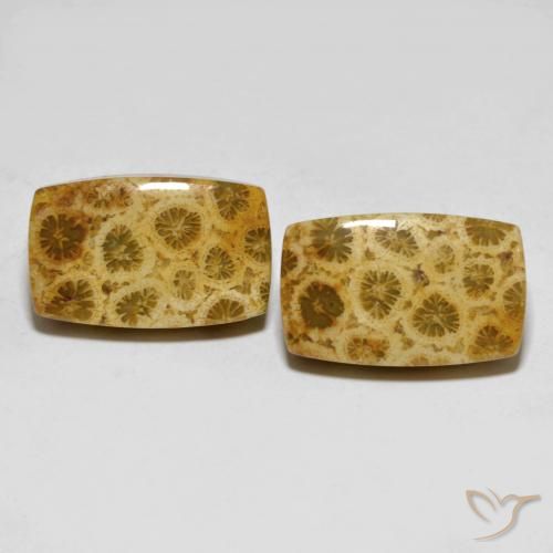 25.29ctw Naturale Multicolore Corallo fossile, Cuscino, Opaco