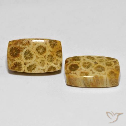 Gemme di Corallo fossile Multicolore naturale da 25.29 ct, Cuscino, Opaco