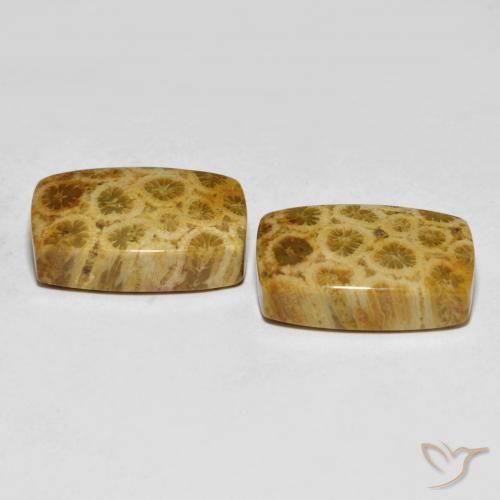 Gemme di Corallo fossile Multicolore naturale da 25.29 ct, Cuscino, Opaco