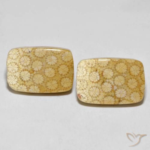 33.38ctw Naturale Multicolore Corallo fossile, Cuscino, Opaco