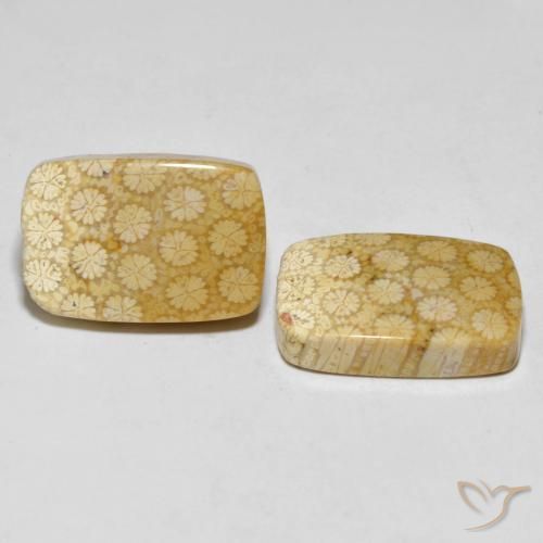 Gemme di Corallo fossile Multicolore naturale da 33.38 ct, Cuscino, Opaco