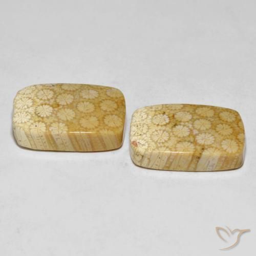 Gemme di Corallo fossile Multicolore naturale da 33.38 ct, Cuscino, Opaco