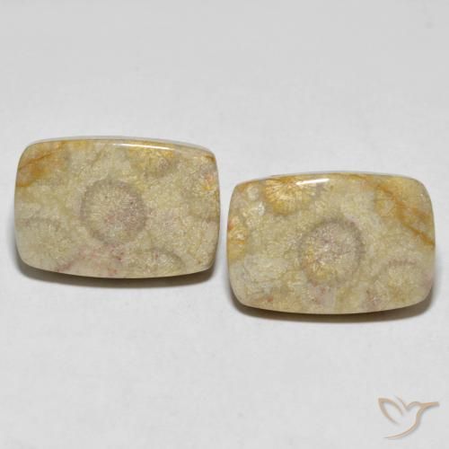 30.24ctw Naturale Multicolore Corallo fossile, Cuscino, Opaco