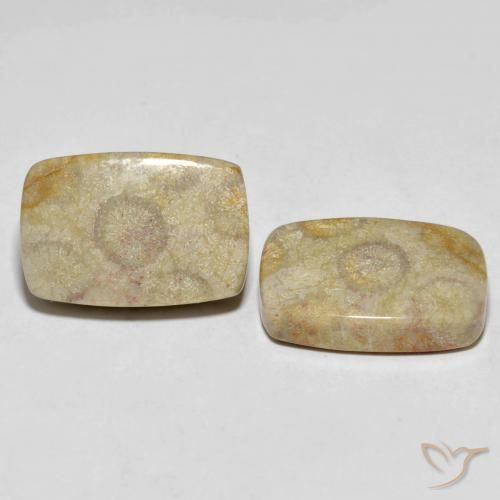 Gemme di Corallo fossile Multicolore naturale da 30.24 ct, Cuscino, Opaco