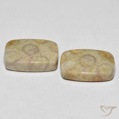 Gemme di Corallo fossile Multicolore naturale da 30.24 ct, Cuscino, Opaco