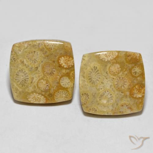 24.61ctw Naturale Multicolore Corallo fossile, Cuscino, Opaco