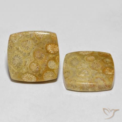 Gemme di Corallo fossile Multicolore naturale da 24.61 ct, Cuscino, Opaco