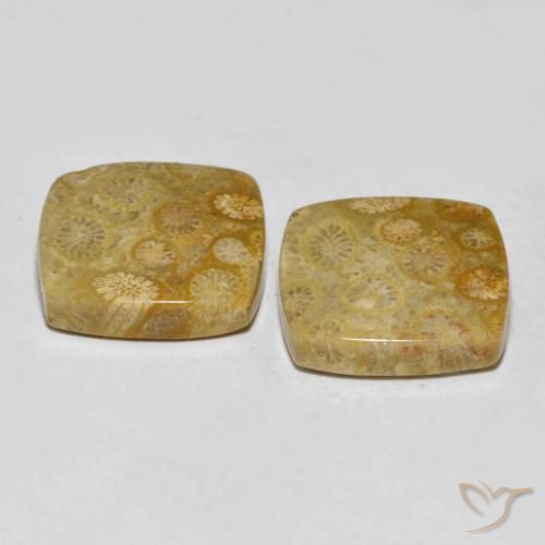 Gemme di Corallo fossile Multicolore naturale da 24.61 ct, Cuscino, Opaco