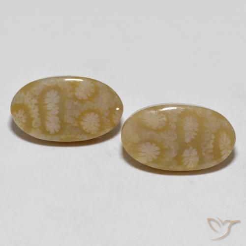 20.80ctw Naturale Multicolore Corallo fossile, Ovale, Opaco