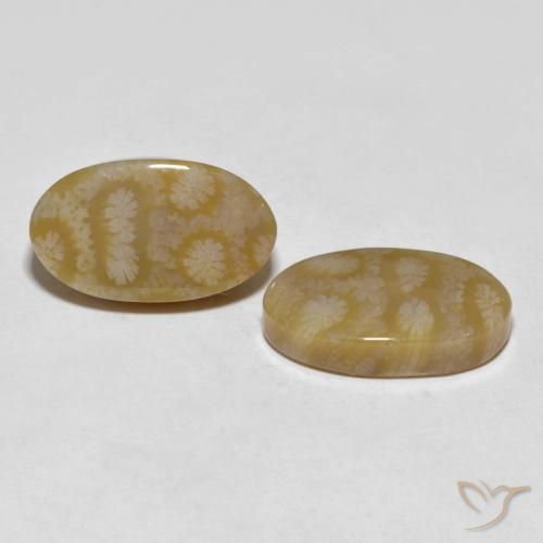 Gemme di Corallo fossile Multicolore naturale da 20.80 ct, Ovale, Opaco
