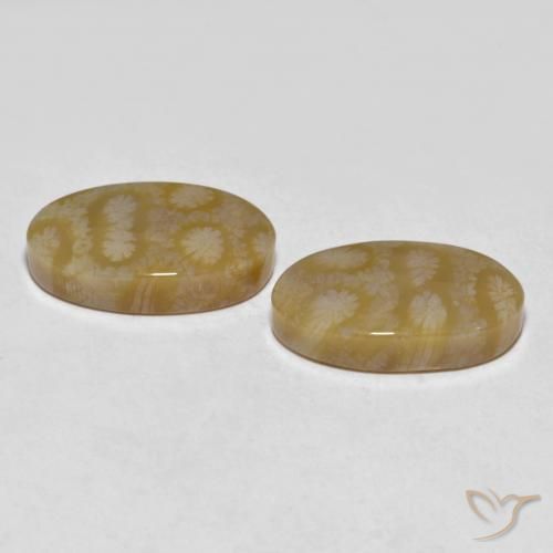 Gemme di Corallo fossile Multicolore naturale da 20.80 ct, Ovale, Opaco