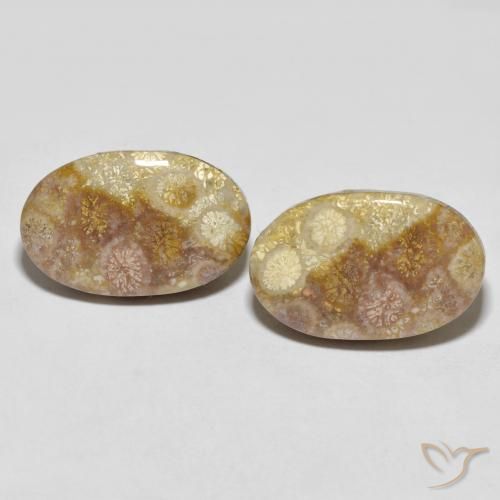 35.47ctw Naturale Multicolore Corallo fossile, Ovale, Opaco