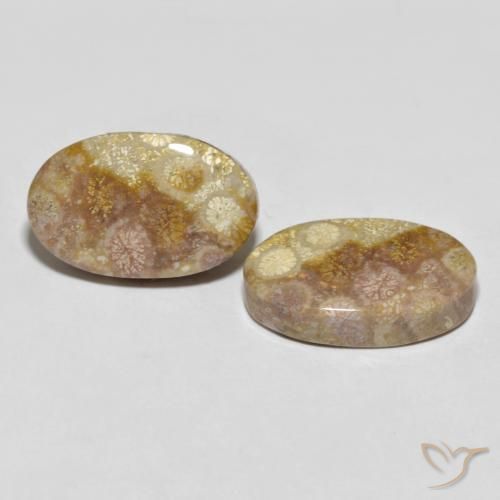 Gemme di Corallo fossile Multicolore naturale da 35.47 ct, Ovale, Opaco