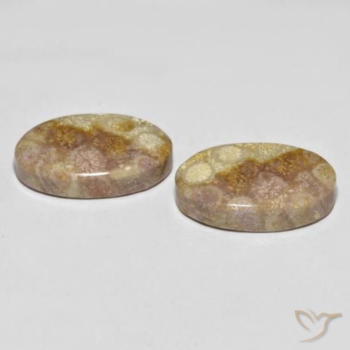 Gemme di Corallo fossile Multicolore naturale da 35.47 ct, Ovale, Opaco