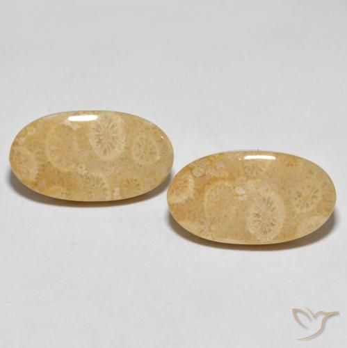 27.45ctw Naturale Multicolore Corallo fossile, Ovale, Opaco