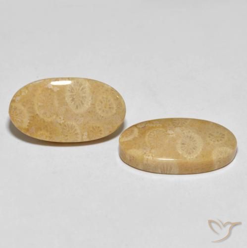 Gemme di Corallo fossile Multicolore naturale da 27.45 ct, Ovale, Opaco