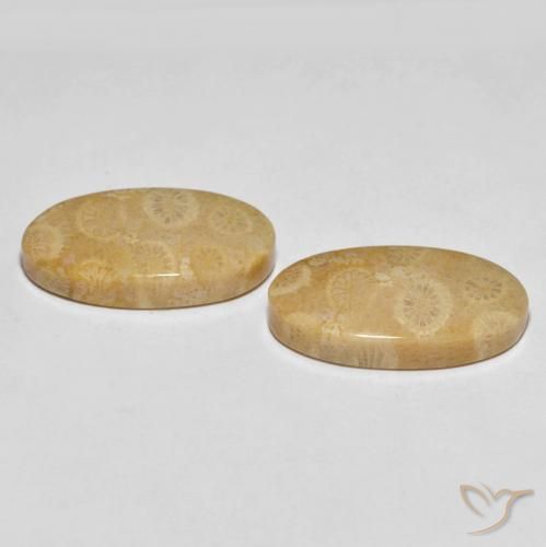 Gemme di Corallo fossile Multicolore naturale da 27.45 ct, Ovale, Opaco