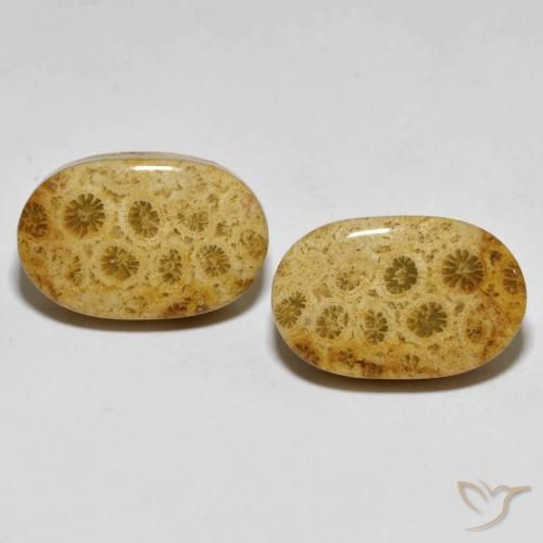 29.82ctw Naturale Multicolore Corallo fossile, Ovale, Opaco